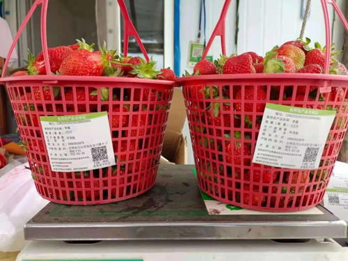 撫松縣為食用農產品合格證插上“智能芯片” 引領初加工產業數字化轉型新篇章